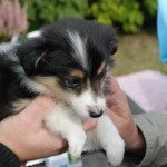 Timmy 8 veckor och 3 dagar.