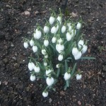 Snödroppar